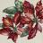 Housse de coussin 45x45 cm DARZO Poinsettia - Etoile de Noël - polycoton, acrylique